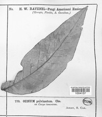 Image Associated With the Occurence
